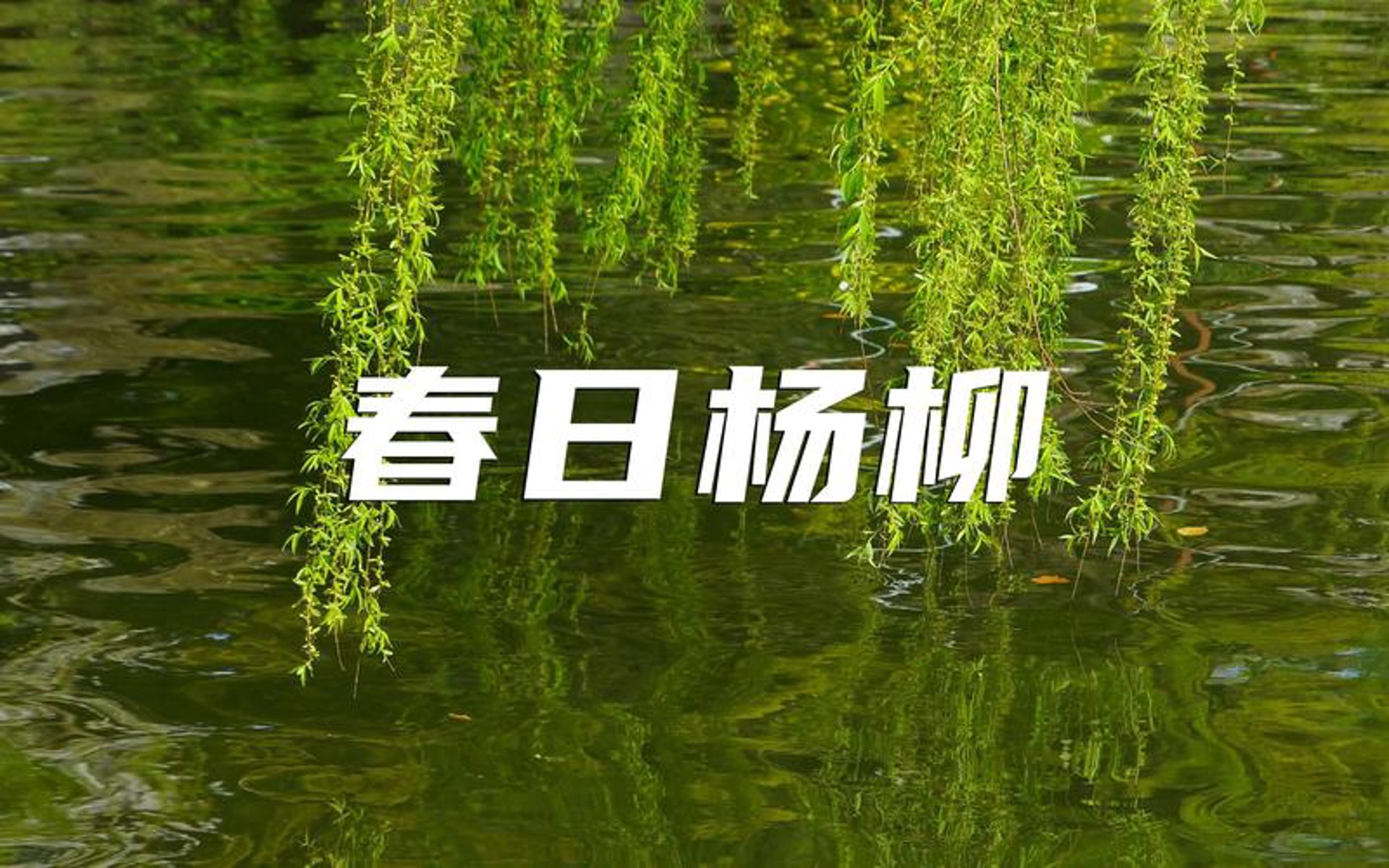 绿柳农产品