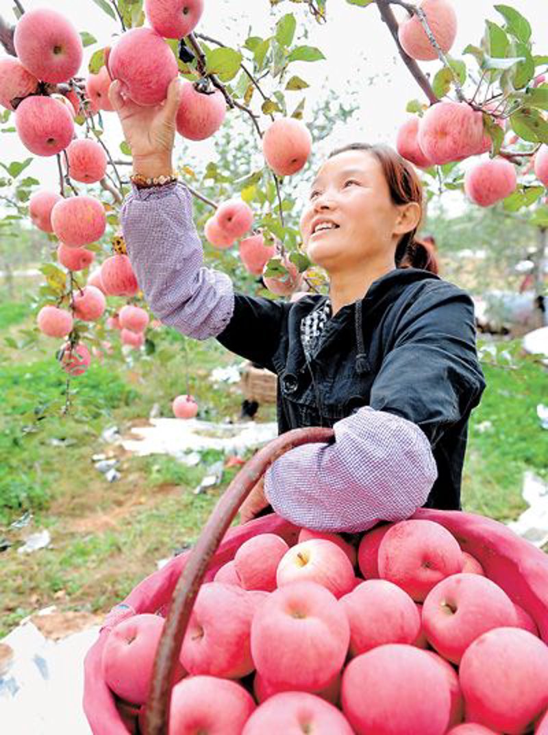 陕西绿柳农产品：绿意盎然的品质之选